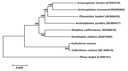 물개와 근연종의 미토콘드리아 유전체 계통수분석