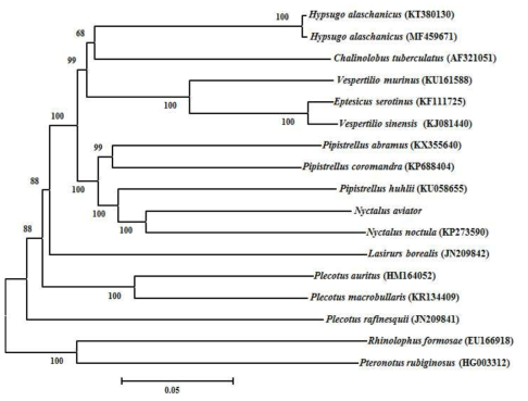 멧박쥐와 근연종의 미토콘드리아 유전체 계통수분석