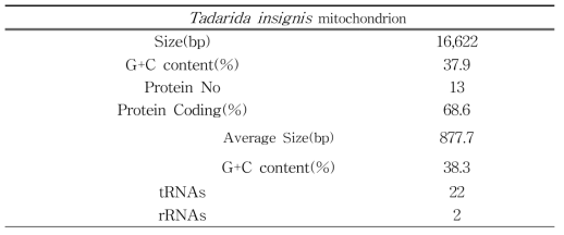 큰귀박쥐 미토콘드리아 유전체 분석 요약