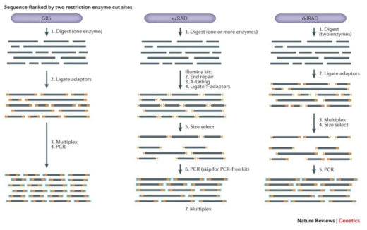 두 개의 제한효소를 사용한 유전다양성 마커 발굴 방법 비교 (출처: Kimberley, et al., Nat. Rev. Genet. (2016))