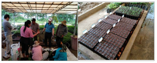 캄보디아 산림청 직원 양묘 기술 교육(좌) 및 양묘환경 비교실험(우)