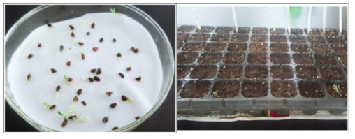 종자발아시험(Pedicularis flava)