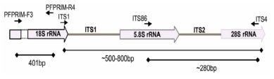 rRNA상의 유전자 위치 및 base pair의 크기 (bp)