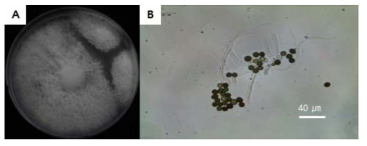 김포의 가정집 실내공기 시료에서 분리된 국내 미기록종 Arthrinium marii DK13-1 균주의 콜로니 및 균체 모습