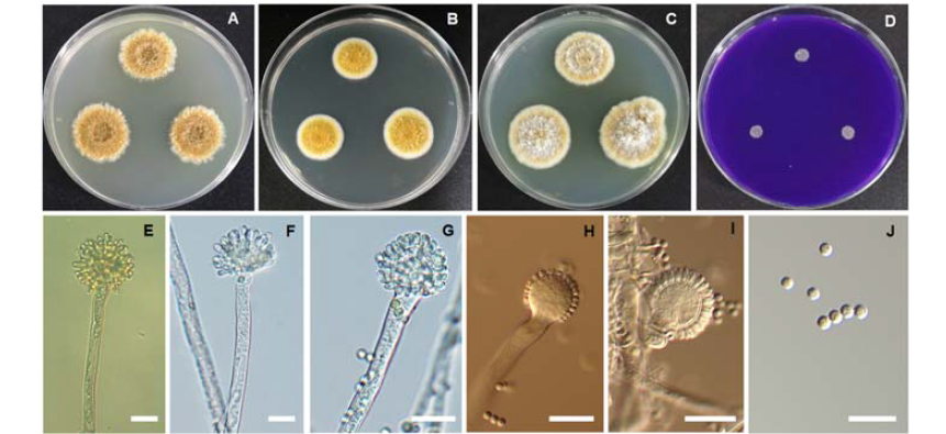 완주 삼례읍 하리 옥수수 알갱이로부터 분리된 국내 미기록종 Aspergillus europaeus CNUFC-WJC-9 균주의 콜로니 및 형태