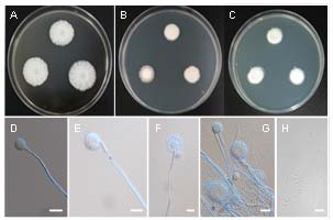 Aspergillus pragensis EML-BPM36-33 균주의 콜로니 및 형태