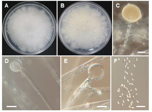 Mucor ellipsoideus EML-FF3-3 균주의 형태. A-B: PDA 배지 상에서의 콜로니 모습, C: 포자낭 (sporangia)을 지닌 포자낭병, D-E: 콜루멜라 (columellae), F: 포자낭포자 (sporangiospores). Scale bars: C-F = 20 μm