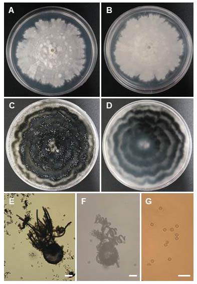 Collariella robusta CNUFC-BCSM3 균주의 콜로니 및 형태