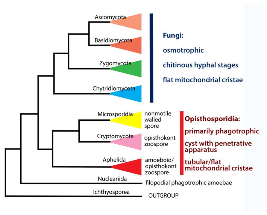 Dikarya를 구성하는 Ascomycota (자낭균문)와 Basidiomycota (담자균문)와 Monokarya를 구성하는 Zygomycota (접합균문) 등을 나타내는 주요 곰팡이 분류체계도