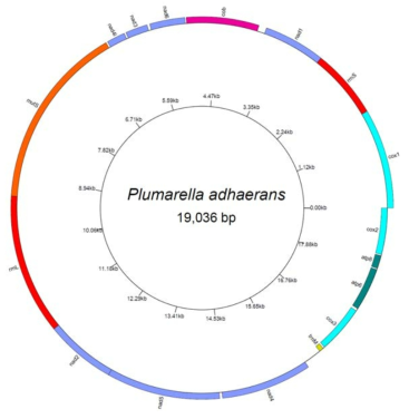 착생깃산호(Plumarella adhaernas)의 전체 미토콘드리아 유전체