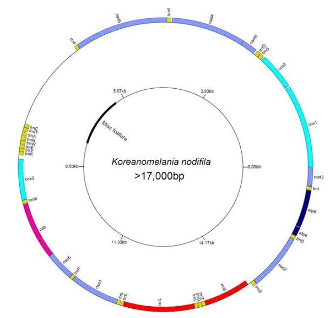 염주알다슬기 미토콘드리아 유전자 배열 (13 PCGs, 2 rRNAs, 22 tRNAs, 1 noncoding region)
