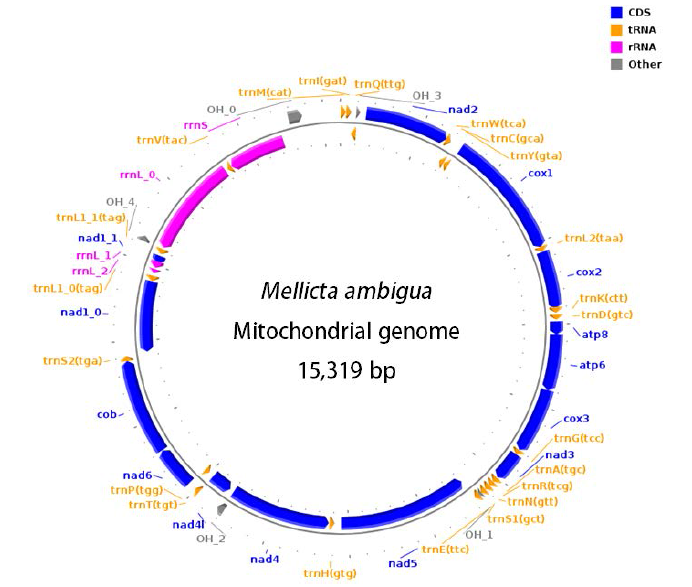 여름어리표범나비 미토콘드리아 유전체의 circular map