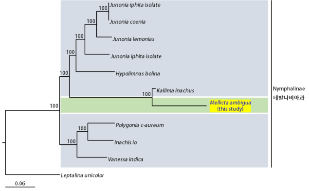 여름어리표범나비와 근연종간의 미토콘드리아 유전체 계통수