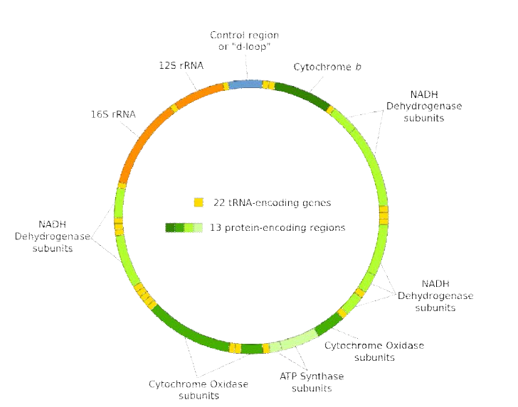 미토콘드리아 DNA의 구조