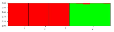 검붉은수지맨드라미의 유전적 구조 분석(K=2) 1. 부산 남형제섬(NH), 2. 통영 홍도(HD), 3. 제주 성산포(JJ-SS), 4. 제주 섶섬(JJ-FS)