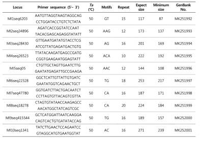 10개 microsatellite 유전자 좌위의 primer 염기서열 및 motif 정보