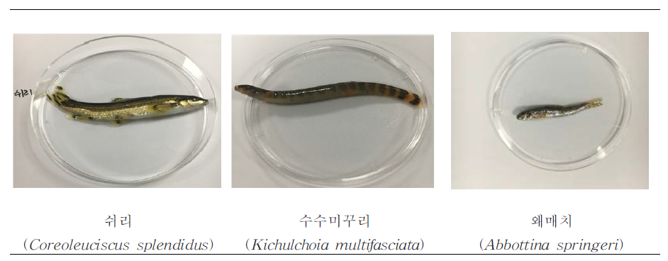 고유종 어류 3종의 확보