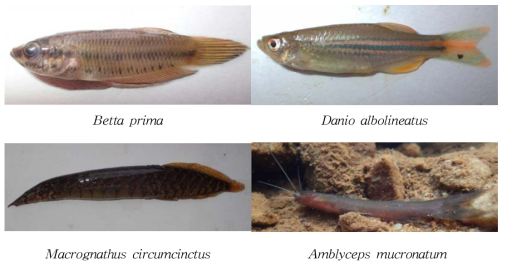 캄보디아에서 조사 된 확보 된 주요 어류