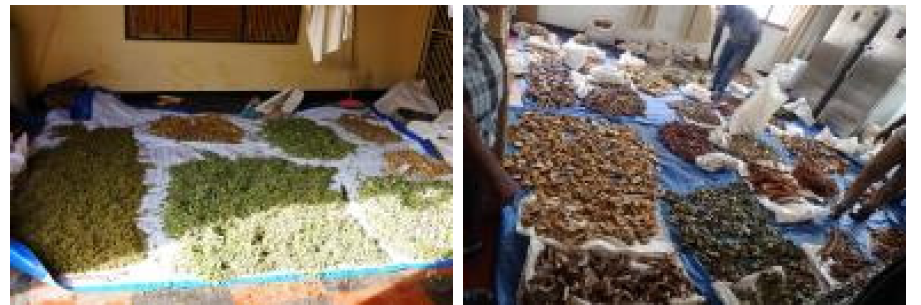 야외채집을 통해 확보한 탄자니아 약용식물소재의 자연건조