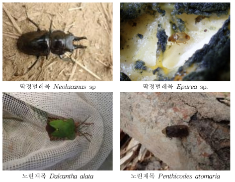 카친 지역에서 조사 된 주요 곤충류