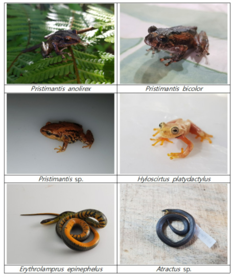 콜롬비아 생물다양성 공동조사 중 채집한 양서·파충류