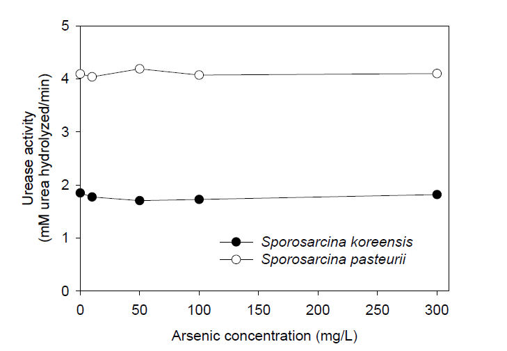 Sporosarcina koreensis와 Sporosarcina pasteurii의 비소 농도별 요소 가수분해율(OD600 = 1.0)