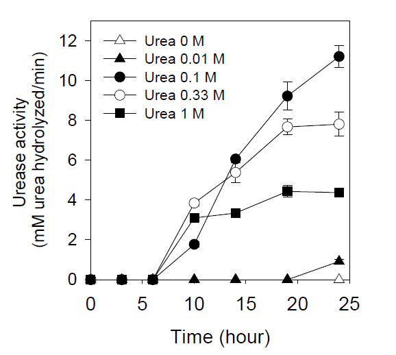 각각 농도의 요소 배지에서 배양한 Sporosarcina pasteurii 배양액의 요소 가수분해율