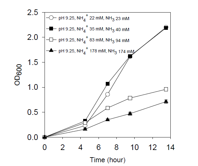 각각 다른 NH3 농도에서 Sporosarcina pasteurii의 생장