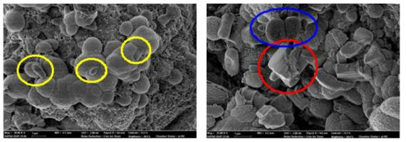 침전된 탄산칼슘 결정 및 미생물의 SEM image(좌: 20000 X, 우: 25000 X; 각각 다른 위치를 촬영한 사진임)