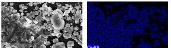 침전된 탄산칼슘의 SEM-EDS image