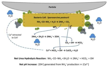 미생물 매개 탄산칼슘 침전 기작 도식도(Dejong et al., 2010)