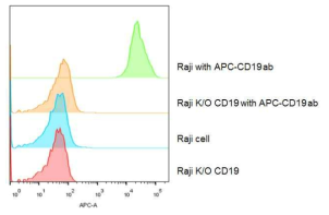CD19 과발현 세포주 (Raji)와 K/O 세포주 (Raji K/O CD19)를 이용한 CD19 과발현 유무 분석