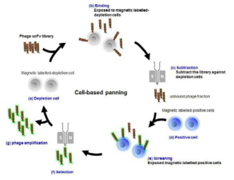 세포기반 항체 라이브러리 시스템 (Cell-based panning)