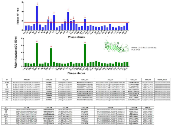 CD19 타깃 선별된 클론들을 이용한 세포결합분석 및 phage ELISA(위)와 최종 항체 클론들 서열(아래)