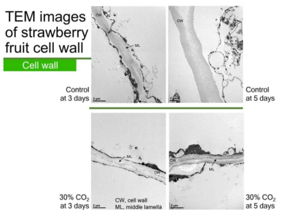 고농도 이산화탄소 처리는 세포벽 구성요소인 middle lammela를 견고하게 유지 시킴
