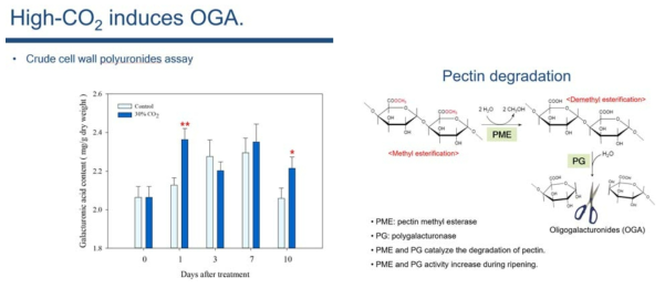 고농도 이산화탄소는 딸기의 세포벽 분해 산물 중 하나인 OGA 함량을 높임