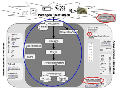 고농도 이산화탄소 유도 신선도 유지 기작은 식물체에서 일반적으로 알려진 abiotic stress 반응과 매우 유사한 과정에 의한 것임을 확인함(가설이 검증됨)