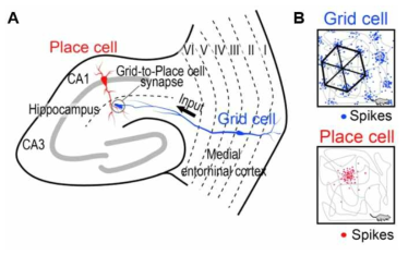(A) 실제 해마에서의 격자세포와 장소세포간의 연결구조 (B) 격자 세포 (위)및 장소세포(아래)의 발화패턴