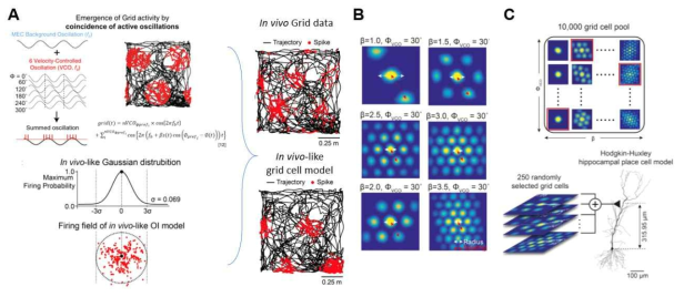 (A) 실제와 유사한 격자세포의 모델링 (B) 발생할 수 있는 모든 가능성의 격자세포 시뮬레이션 (C) 격자세포-장소세포간 신경망 모델 구성