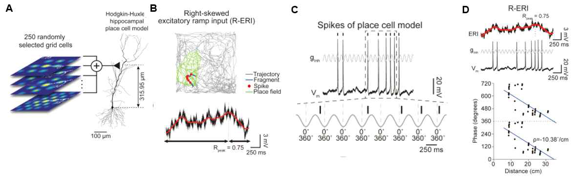 (A) 격자세포-장소세포간 연결성에 관한 수리적 모델 (B) 장소세포에서의 경사성 막전위 (C) 경사성 막전위에 의한 발화 위상 앞당김 현상 (D) 위상 앞당김 현상에 대한 그래프