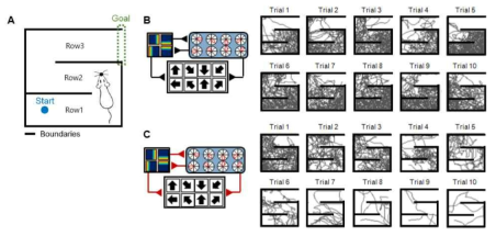 (A) 가상의 미로 환경 모식도, 파란 원: 시작지점, 초록 타원: 목적지점 (B) 시냅스 가소성이 없는 경우 총 10회 시도의 가상 미로 탈출경로 (C) 시냅스 가소성이 있는 경우 총 10회 시도의 가상 미로 탈출경로