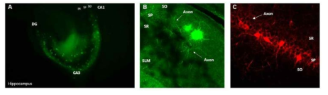 (A) GFP 태깅된 해마 영역의 신경세포 분포 (B) Biocytin 주입을 통한 신경세포의 구조 사진. 축삭이 SP영역과 SR영역에 분포됨 (C) mCherry 태깅된 해마 영역의 신경세포 구조 사진. 축삭이 SP 영역에 분포되어 있음