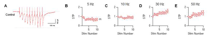 (A) 해마 절편에서의 단기 가소성 측정에 대한 Raw Trace (B=E) 5 Hz (B), 10 Hz (C), 30 Hz (D), 50 Hz (E)의 10회 자극에 대한 단기 시냅스 가소성