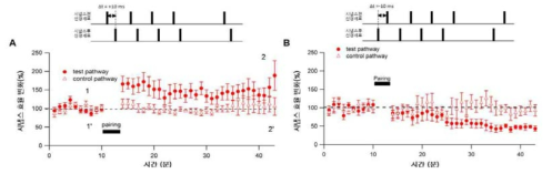 (A-B) 해마 CA1 피라미드 세포에서의 발화시간시냅스 가소성 유도. 시냅스전반응과 시냅스후반응간의 시간차이를 +10 ms (A) 혹은 –10 ms (B)로 주었을 때 흥분성시냅스후 전위의 시냅스 효율변화에 관한 그래프