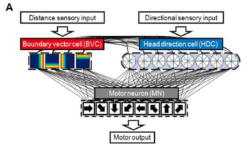 (A) 자율주행 뉴로모픽 신경망 모델의 입출력 관계도 (B) 자율주행 뉴로모픽 신경망 모델의 시냅스 연결도