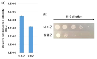 Q-DOPA로 코팅한 기판의 항박테리아성 평가 결과: (a) 표면에 흡착한 박테리아의 발광 세기, (b) 균락 형성 분석 결과