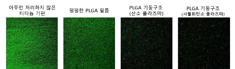 PLGA 구조체의 항박테리아 기능 평가 결과