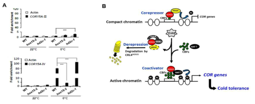 (A) CBF항체를 이용한 Chip assay. 저온에 의하여 CBF 단백질의 COR protmoter의 CRT/DRE element의 결합은 HOS15와 HD2C 의존적이다. (B) 염색질의 재구성을 통한 식물의 추위적응 기전 모델