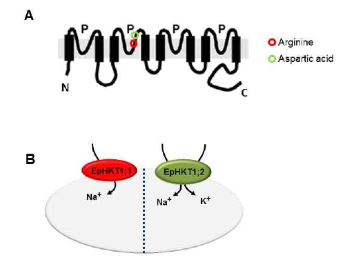 E. parvula HKT1 단백질의 구조와 기능에 관한 모델. EpHKT1;1은second pore-loop domain에 Na+ 이온에 대한 높은 친화성에 기여하는Asn(N) residue를 가지는 반면, EpHKT1;2은 같은 위치에 conserved Asp(D) residue를 가진다. EpHKT1;1은 Yeast나 애기 장대에 발현될 때 AtHKT1와 상대적으로 비슷한 양상을 보인다. 반면에 EpHTK1;2의 경우EsHKT1;2와 정확히 같은 양상을 보인다. Conserved amino acid에 point mutation은 HKT1 단백질들의 특정 양이온에 대한 선별 능력을 잃게 만든다