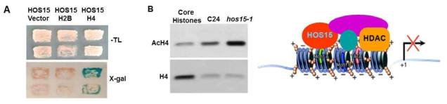 HOS15는 histone H4와 특이적으로 결합하며 핵내의 acetylation상태를 조절한다. (A) Yeast-two hybride를 통한 histone과 HOS15의 결합실험. (B) anti-acetylated H4 항체를 이용한 Western blot 실험. (C) HOS15가 histone deacetylase complex로 작용하여 histone의 acetylaltion상태를 조절하는 단백질로서 기능한다는 모식도